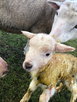 lambing image